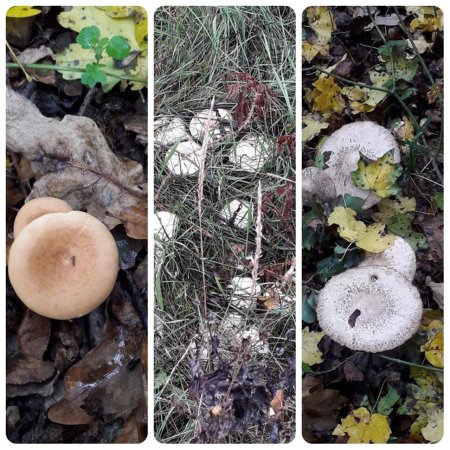 Фото грибів із села Тернівка
